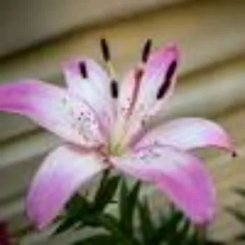 Lily Flower